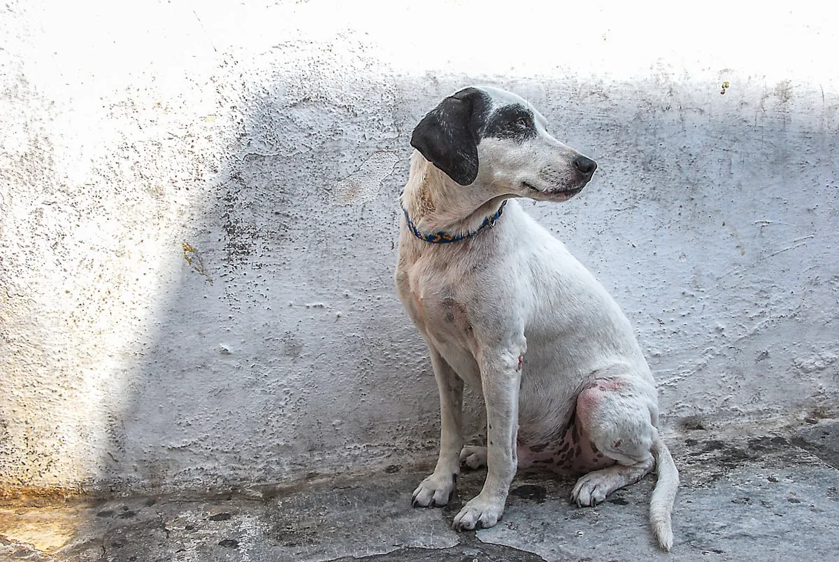 A stray dog waiting behind a shelter fence before intake